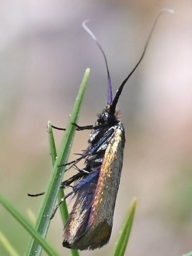 Réf. 356 878 : Adela reaumurella